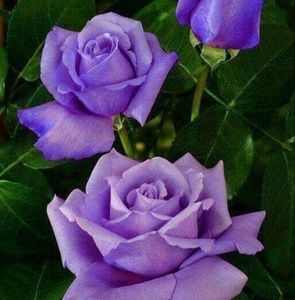 Meet your Posher, Nydia